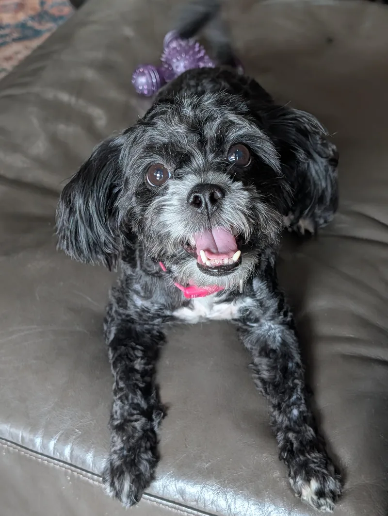 An adult small-sized female Black Shih poo dog named Adele for adoption in Baton Rouge, LA
