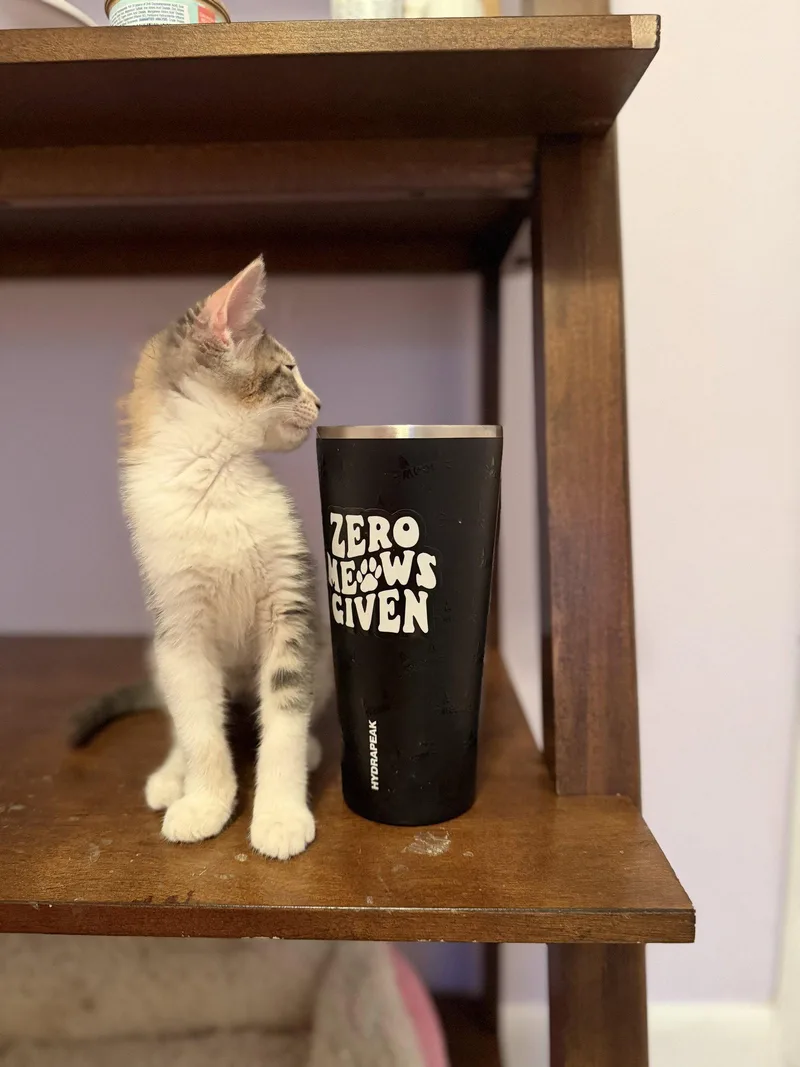 A baby medium-sized female Calico cat named Delilah for adoption in Philadelphia, PA