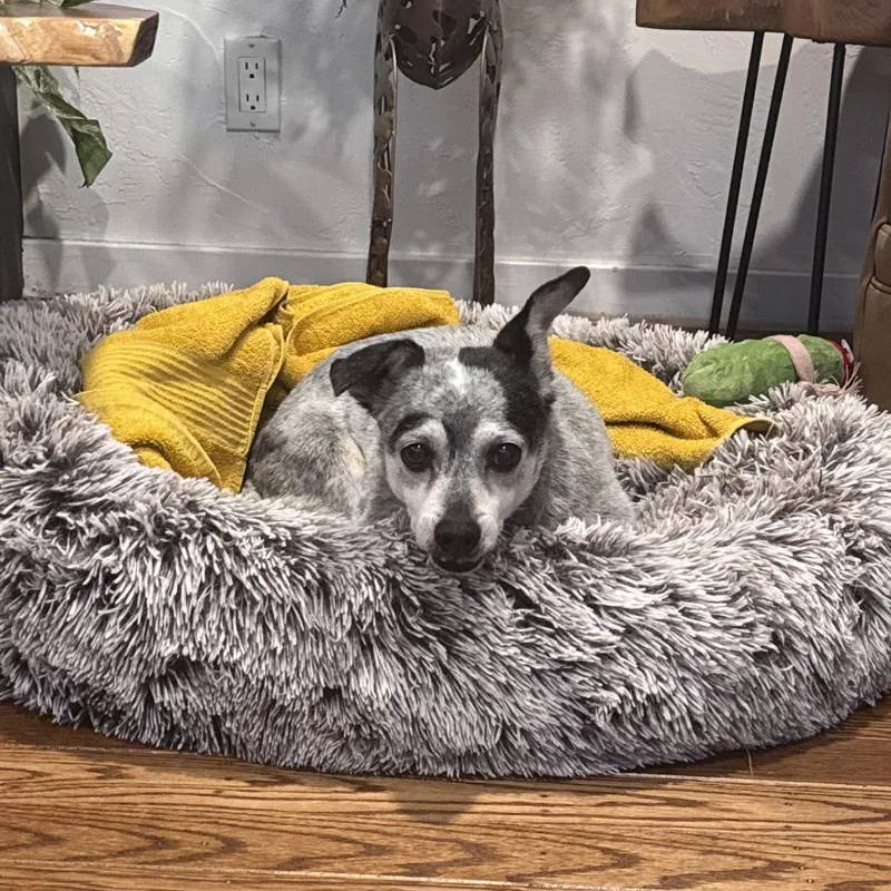 A senior small-sized male Yellow / Tan / Blond / Fawn Chihuahua dog named J.j. for adoption in San Francisco, CA