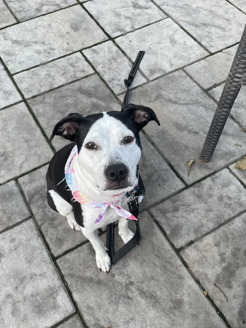 An adult medium-sized female Pit Bull Terrier dog named Jam for adoption in Plainfield, IL