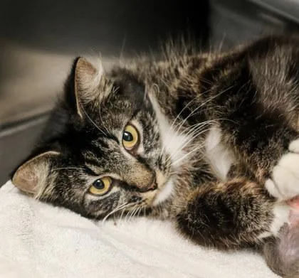A young medium-sized female Domestic Long Hair cat named Sassy for adoption in Dothan, AL