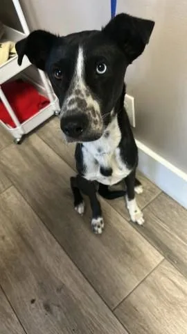 An adult medium-sized female Border Collie dog named Stella for adoption in Redlands, CA