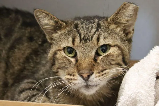 An adult small-sized male Domestic Short Hair cat named Mallard for adoption in Tucson, AZ