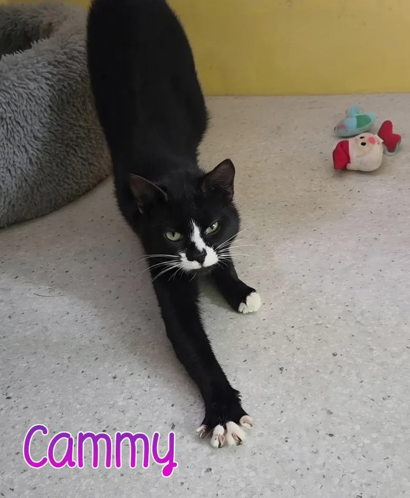 A young medium-sized female Domestic Short Hair cat named Cammy for adoption in Port Clinton, OH