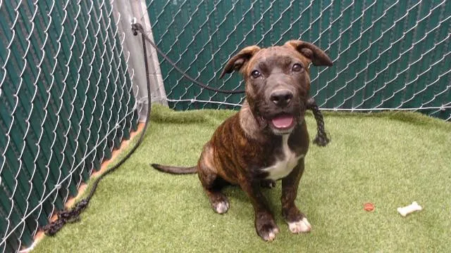 A baby medium-sized male Pit Bull Terrier dog named Doug for adoption in Downey, CA