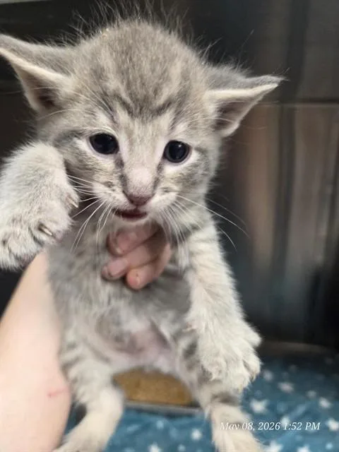 A baby small-sized male Domestic Short Hair cat named Garnet for adoption in Casper, WY