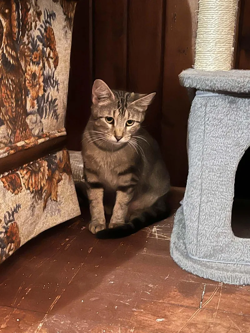 A young medium-sized female Domestic Short Hair cat named Wendy for adoption in hinckley, IL