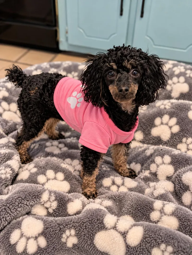 A young small-sized female Poodle (Toy) dog named Lulu for adoption in Okolona, MS