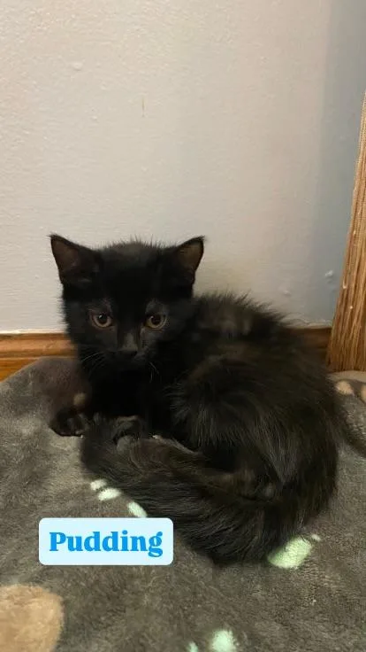 A baby medium-sized male Domestic Long Hair cat named Pudding for adoption in Crown Point, IN