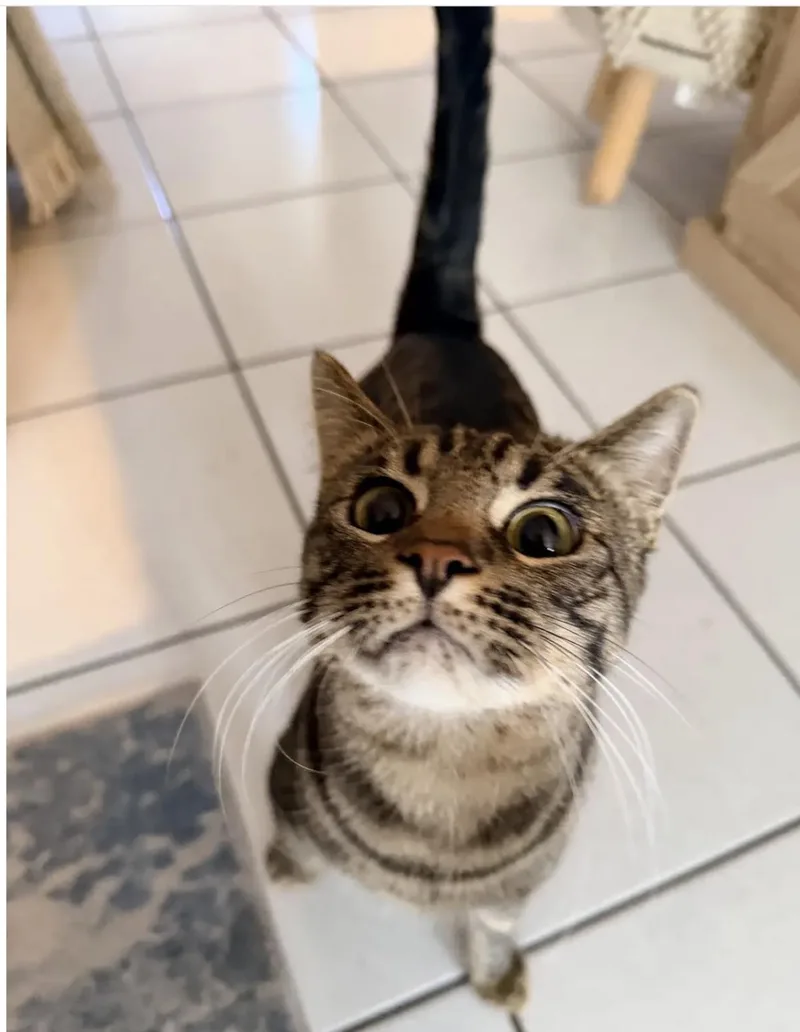 A young medium-sized male Brown / Chocolate Domestic Short Hair cat named Gabbana for adoption in La Jolla, CA