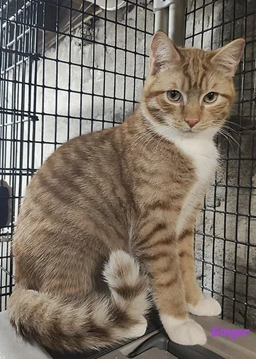 Ginger And Redman thumbnail 2