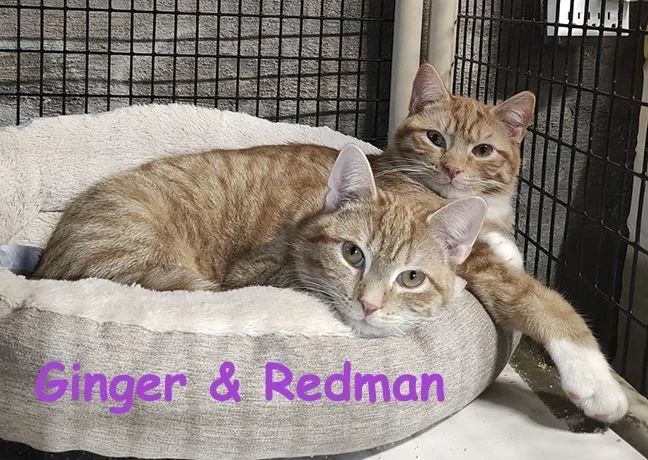Ginger And Redman thumbnail 3