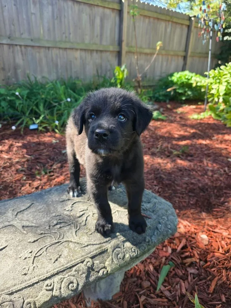 A baby medium-sized male Mixed Breed dog named Java for adoption in Dorr, MI