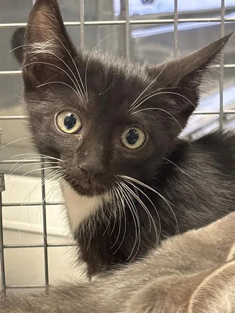 A baby small-sized male Domestic Short Hair cat named Schroeder for adoption in Las Vegas, NV