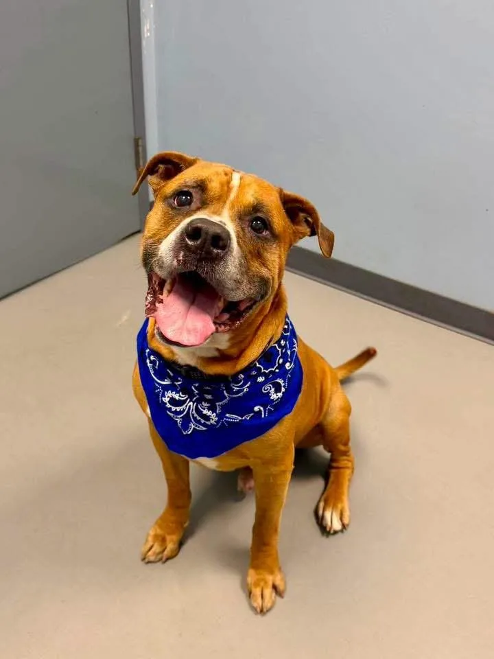 An adult large-sized male Tricolor (Brown, Black, & White) Terrier dog named Doot Doot for adoption in Zanesville, OH