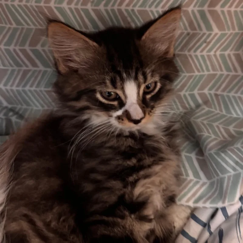 A baby small-sized male Brown / Chocolate Domestic Medium Hair cat named Mudskipper for adoption in Lynchburg, VA