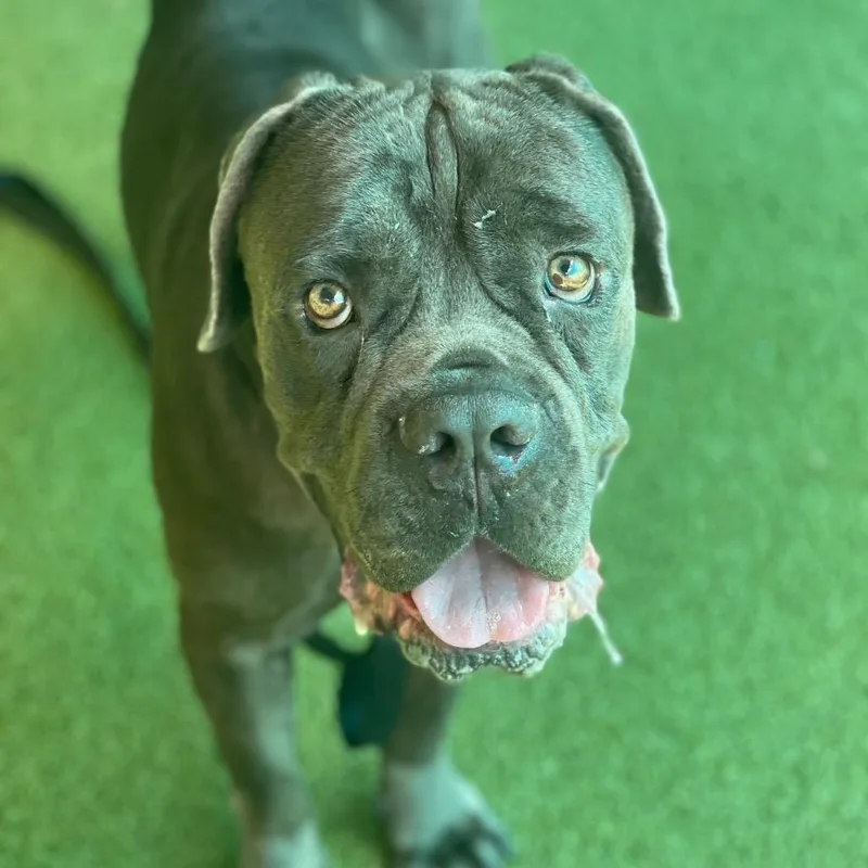 An adult large-sized male Gray / Blue / Silver Cane Corso dog named Corn Queso for adoption in Lakeland, FL