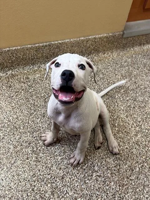 A baby small-sized male Pit Bull Terrier dog named Casper for adoption in Thousand Palms, CA