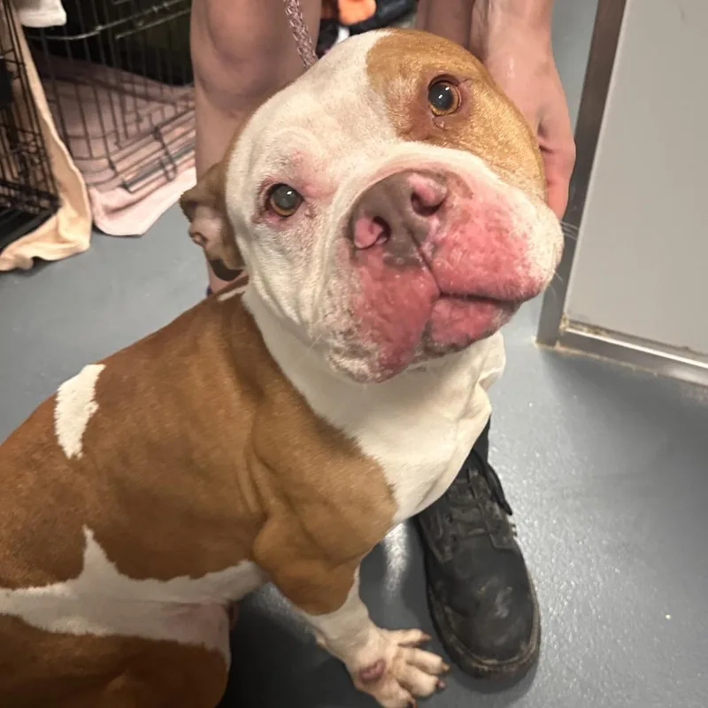 A senior large-sized male Yellow / Tan / Blond / Fawn Mixed Breed dog named Axel for adoption in Allentown, PA