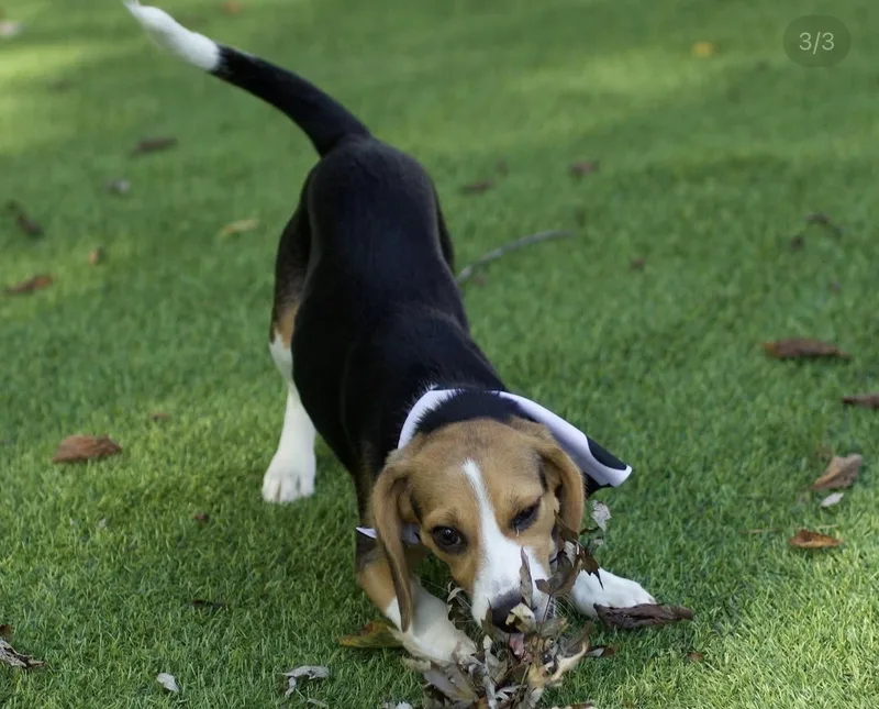 A young small-sized female Beagle dog named Jessie for adoption in Suffield, CT