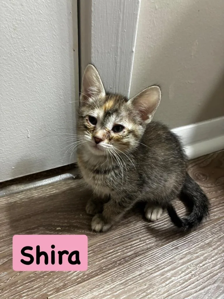 A baby medium-sized female Domestic Short Hair cat named Shira for adoption in Hoover , AL