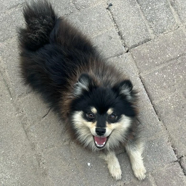 A young small-sized male Tricolor (Brown, Black, & White) Pomeranian dog named Skuppers for adoption in Normal, IL