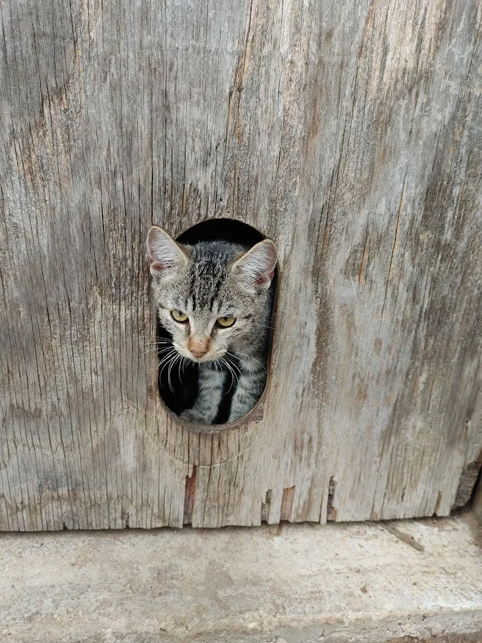 ~courtesy ~ Goldie thumbnail 2