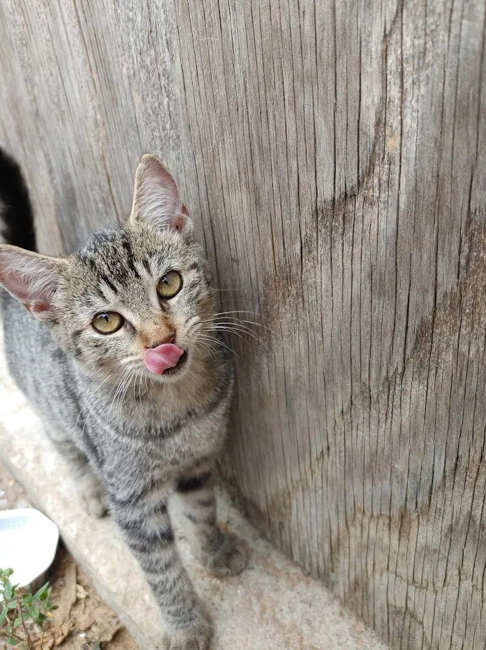 ~courtesy ~ Goldie thumbnail 3