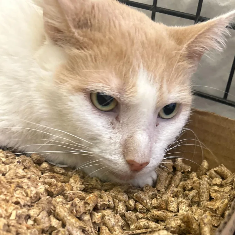 An adult medium-sized male White Domestic Short Hair cat named Little Bit for adoption in Oak Hill, WV