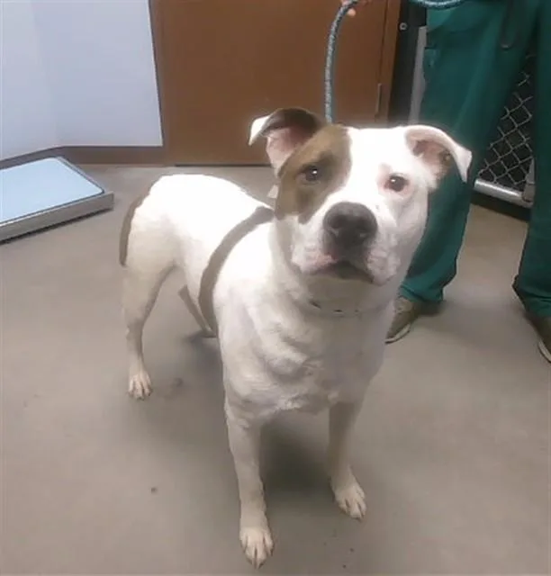 A young large-sized male Pit Bull Terrier dog named Lance for adoption in Phoenix, AZ