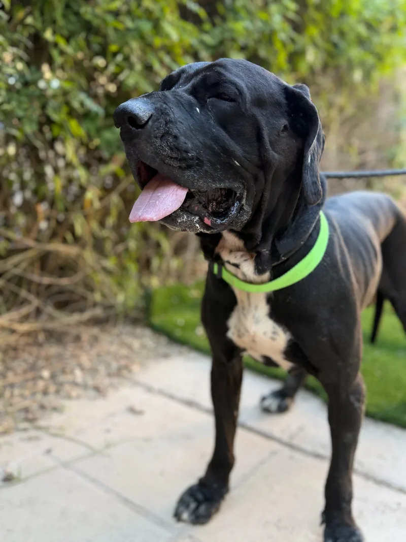 A young medium-sized male Mastiff dog named Magic for adoption in Glendale, AZ
