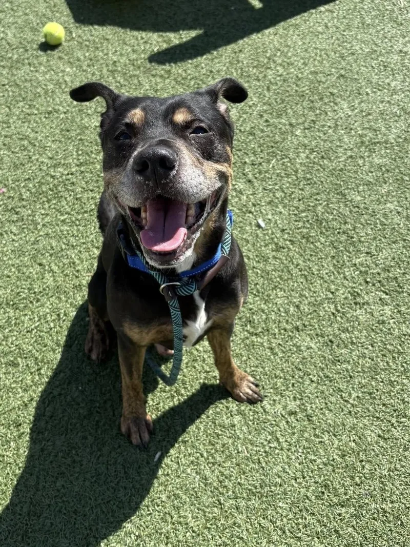 A senior medium-sized male Black Rottweiler dog named Henny for adoption in Cleveland, OH