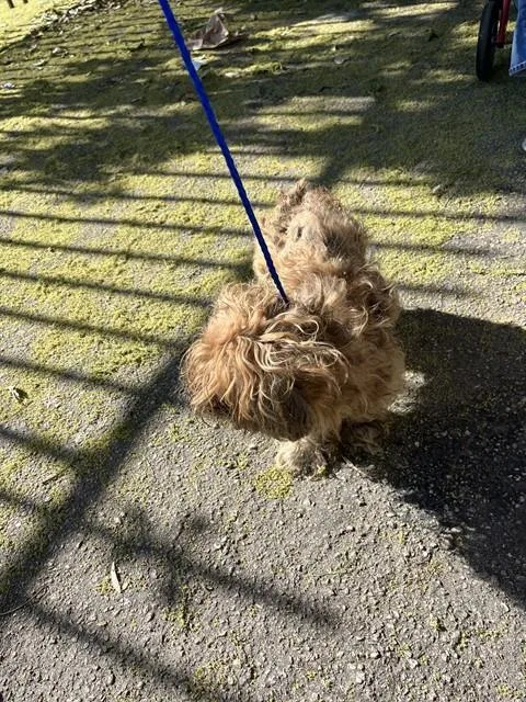 An adult small-sized male Shih Tzu dog named Hennessy for adoption in Miami, FL