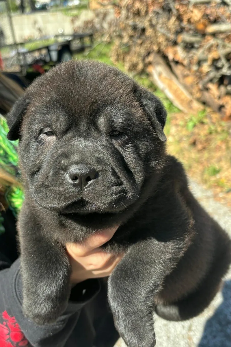 A baby small-sized female Shar-Pei dog named Phoenix for adoption in merrillville, IN