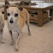 A senior small-sized female Yellow / Tan / Blond / Fawn Chihuahua dog named Lilly for adoption in Tifton, GA
