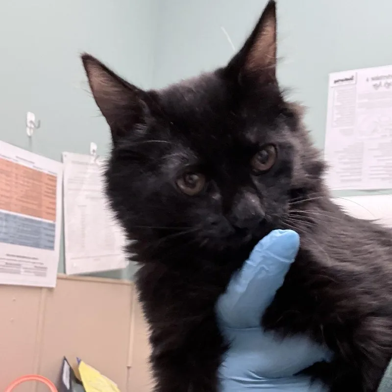 A young medium-sized male Domestic Medium Hair cat named Navan for adoption in Tacoma, WA
