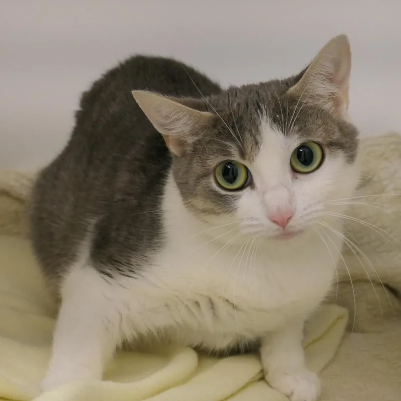 An adult medium-sized female Gray / Blue / Silver Domestic Short Hair cat named Sophia for adoption in Mebane, NC