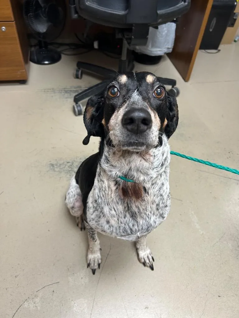 An adult medium-sized female Hound dog named Sweet Pea for adoption in Johnson City, TN