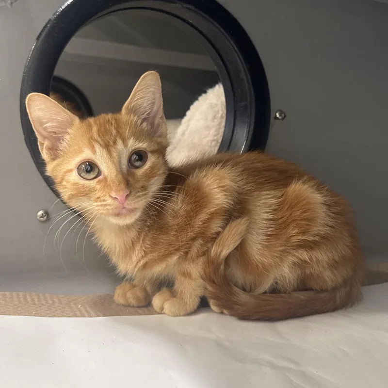 A baby small-sized male Domestic Short Hair cat named NCR Lil' PumKeMon for adoption in Port Washington, NY