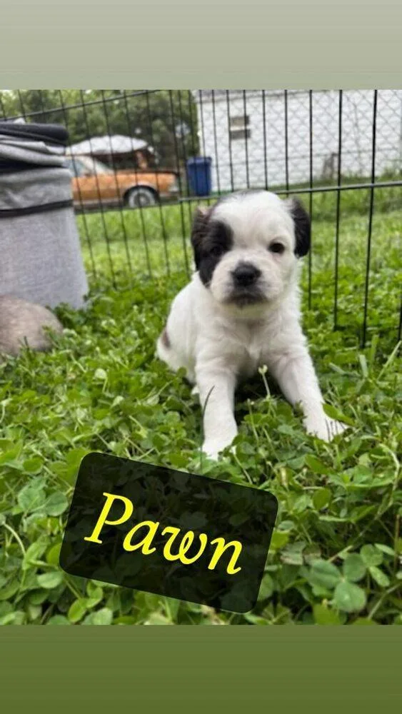 Pawn