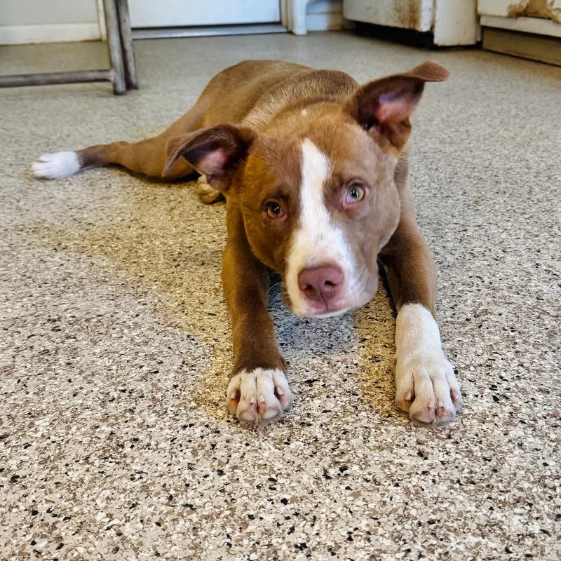 A young medium-sized male Brown / Chocolate Labrador Retriever dog named Tom for adoption in Brownsboro, AL