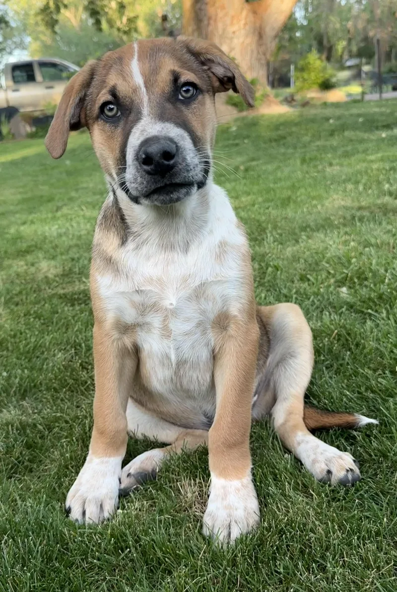 A young medium-sized male American Staffordshire Terrier dog named Sunny for adoption in Twin Falls, ID