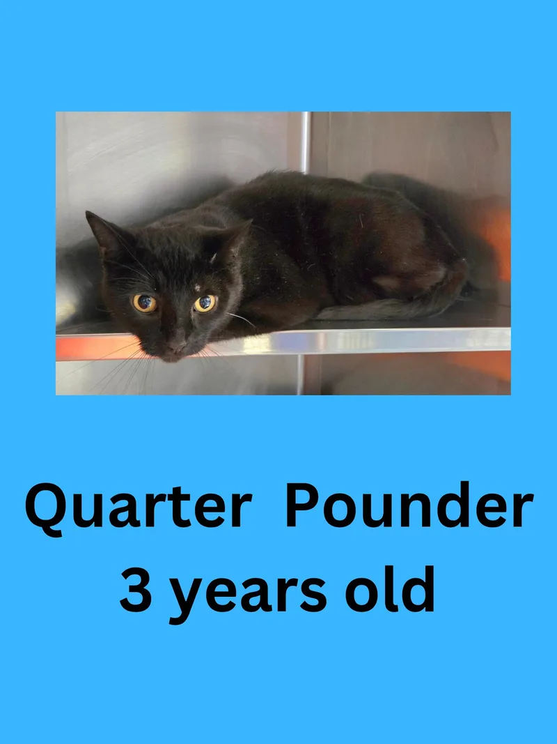 An adult large-sized male Black Domestic Short Hair cat named Quarter Pounder for adoption in Ravenna, OH