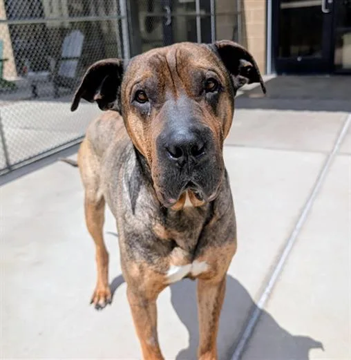 An adult large-sized male Shar-Pei dog named Gallagher for adoption in Denver, CO
