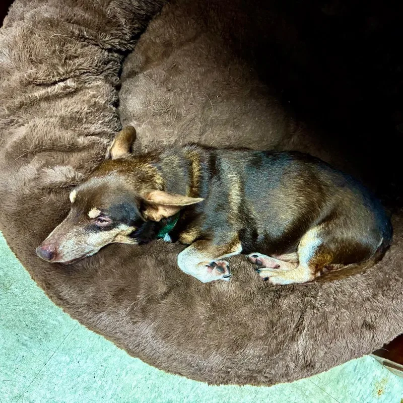 A senior small-sized male Brown / Chocolate Chihuahua dog named Big Boy for adoption in Franklin, NC
