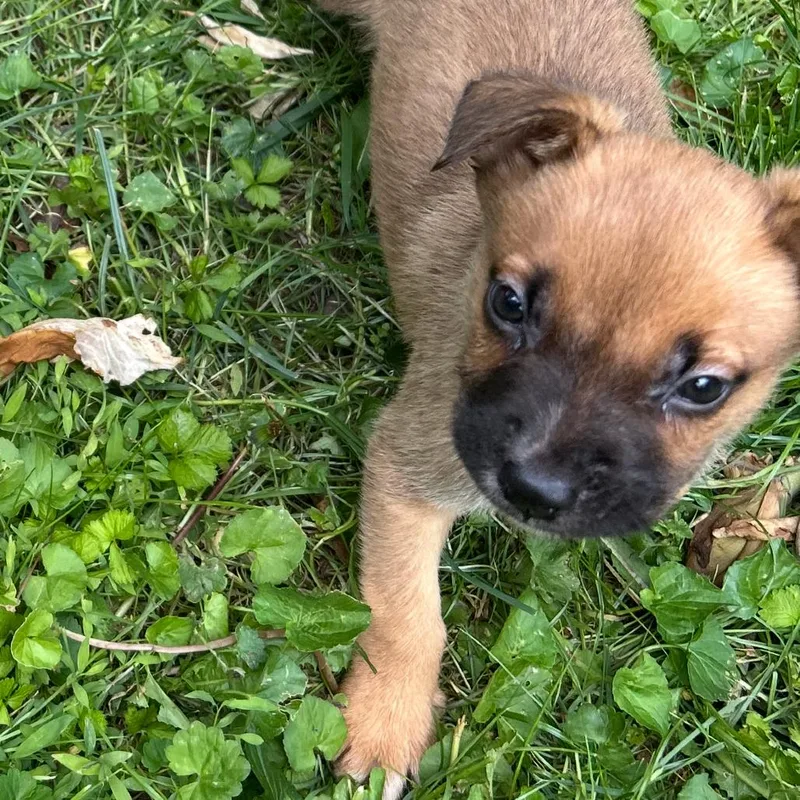 A baby small-sized male Brown / Chocolate Mixed Breed dog named Stewie for adoption in Rockville, MD
