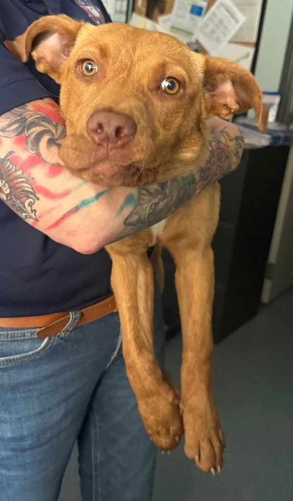 A young large-sized female Pit Bull Terrier dog named Ariana for adoption in Sapulpa, OK