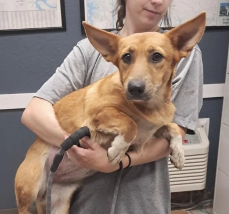 A young small-sized female Golden Cardigan Welsh Corgi dog named Blueberry for adoption in Hollister, MO