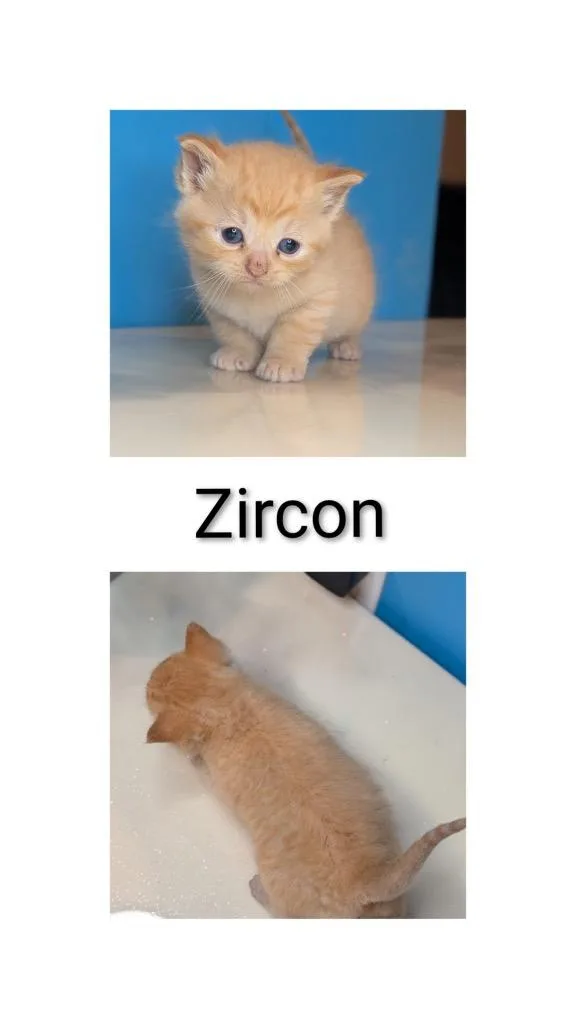 A baby small-sized male Domestic Short Hair cat named Zircon for adoption in Syracuse, IN