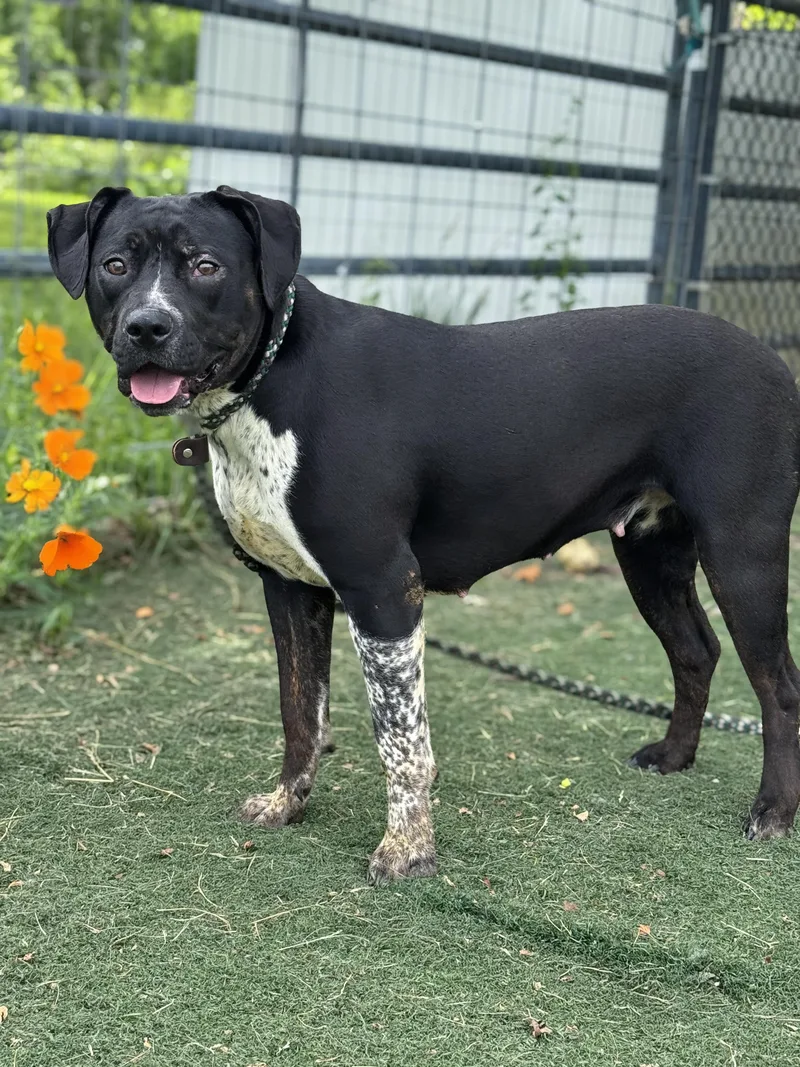 An adult large-sized female Black Pit Bull Terrier dog named Mazikeen for adoption in Anderson, IN